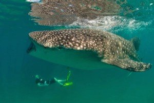 tofo whale shark
