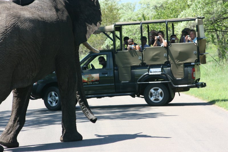 Best Open 4x4 Safaris Tour In Kruger National Park - Elephant crossing