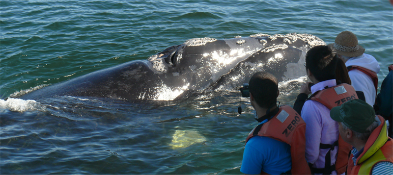 Whale watching