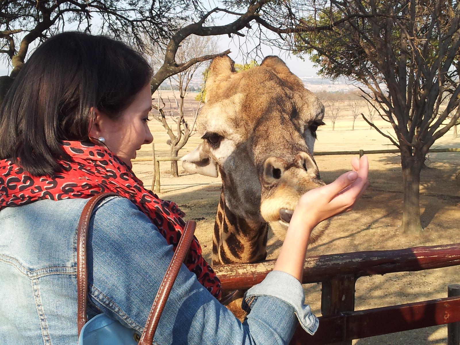 Lion Park Safari Tour