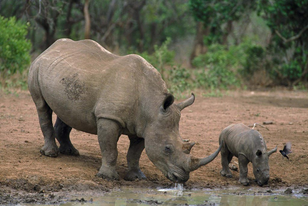Rhino And Lion Park Safari