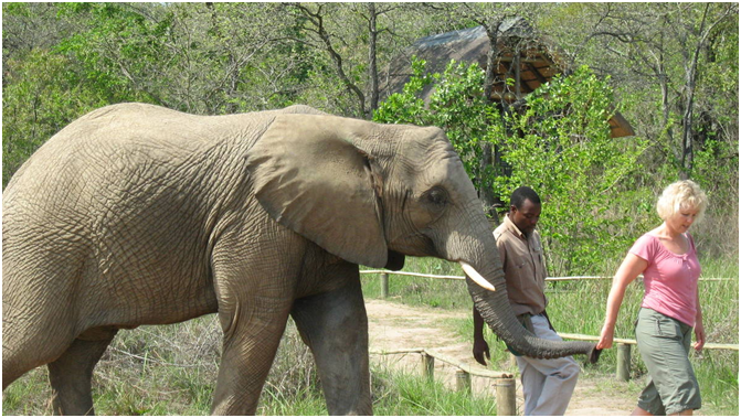 Elephant Sanctuary Tour