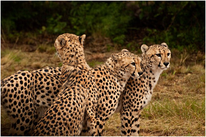 Ann Van DykCheetah Centre Tour