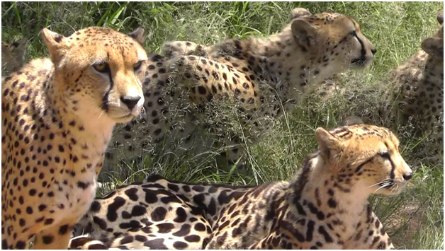 Ann Van Dyk Cheetah Centre