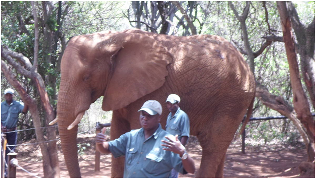 Elephant Sanctuary in South Africa