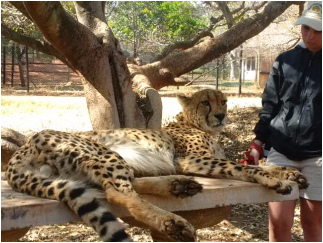 Book Ann Van Dyk Cheetah Centre Tour